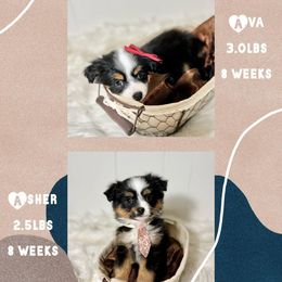 Pomeranians, Pomskies, and Toy Australian Shepherds from Blessed Little Paws
