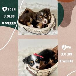 Pomeranians, Pomskies, and Toy Australian Shepherds from Blessed Little Paws