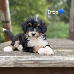 Iron - Black tri-color male Aussiedoodle puppy in Lancaster, Minnesota from Finney Ranch