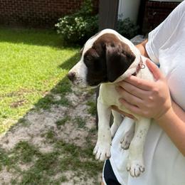 Calhoun - White and liver male German Shorthaired Pointer puppy in Slocomb, Alabama from Rachel's German Shorthaired Pointers