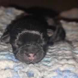 Gage - Black and tan male Shih Tzu puppy in Los Banos And Bay Area, California from Shantii's Shih Tzu's