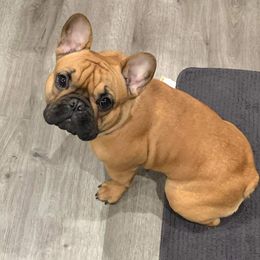 Poppy - French Bulldog
