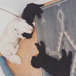 Goldendoodle Puppies from Robinson Doodles