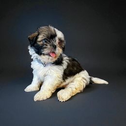 AKC-Jasmine - Tricolor female Shih Tzu puppy in Charlotte, North Carolina from Judy's Shih Tzus