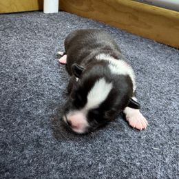 Red collar - Black and white female Cardigan Welsh Corgi puppy in Omaha, Arkansas from DnD Corgis