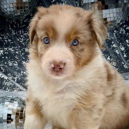 Topaz - Red merle male Australian Shepherd puppy in Petersburg, Indiana from Royal Aussie’s