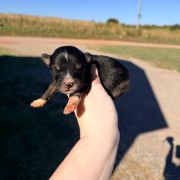 Boy 3 - Black tri-color male Australian Shepherd puppy in Cushing, Oklahoma from Little Pastures Australian Shepherds