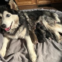 Moxie - Pomsky