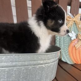 Tanzanite - Black & white male Miniature Australian Shepherd puppy in Bethany, Illinois from Rachel at Marrowbone Creek Aussies