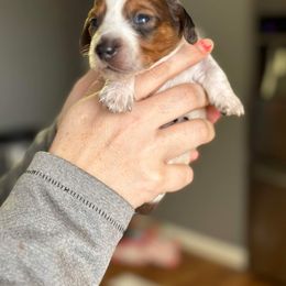 Dachshund Puppies from Rea's Puppies