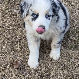 Miniature Australian Shepherd and Toy Australian Shepherd Puppies from Rye Hill Aussies