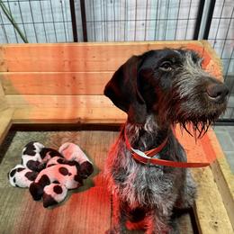 German Wirehaired Pointer puppies from Reinberg Kennel