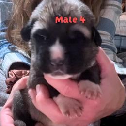 Male 4 - Fawn male Anatolian Shepherd Dog puppy in Daggett, Michigan from T&S Anatolians