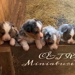 Miniature Australian Shepherd Puppies from C&J Miniature Aussies