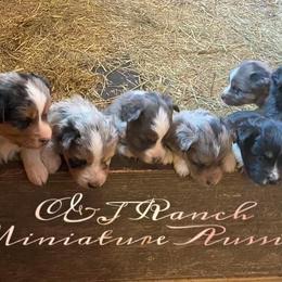 Miniature Australian Shepherd Puppies from C&J Miniature Aussies