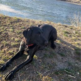 Daisy - Labrador Retriever