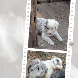 Australian Shepherd and Great Dane Puppies from AEW Farm