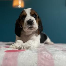 Merryweather. - Black tan and white female Basset Hound puppy in Remington, Virginia from Lotus Rose Basset hounds