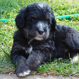 Labradoodle Puppies from North Country Kennel Club