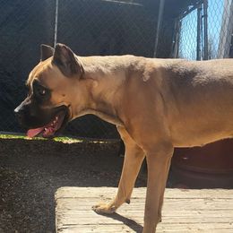 SIREN - GREY - Fawn Cane Corso puppy in Kimball, Michigan from Sicario Cane Corso