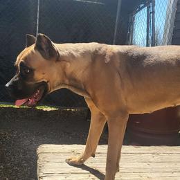 SIREN - GREY - Fawn Cane Corso puppy in Kimball, Michigan from Sicario Cane Corso
