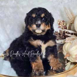 Knox - Tri-color male Bernedoodle puppy in Cleveland, Georgia from Jam's Doodles And Poodles
