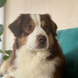 Mojo - Miniature American Shepherd