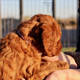 Goldendoodle Puppies from Deer Valley Doodles