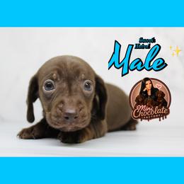 Snickers - Chocolate and tan male Dachshund puppy in Liberty, Texas from Mini Chocolate Factory