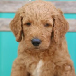 Bobby - Goldendoodle puppy in Travelers Rest, South Carolina from Austin Doodle Ranch