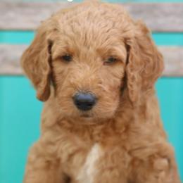 Bobby - Goldendoodle puppy in Travelers Rest, South Carolina from Austin Doodle Ranch