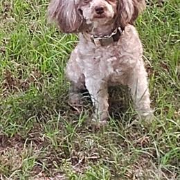 Mocha - Poodle
