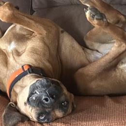 Rhodesian Ridgebacks from Lori Walker