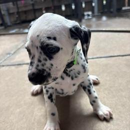 Bingbing bong - White and black male Dalmatian puppy in Fort Cavasos, Texas from Mainstreet Dalmation