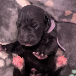 Eve - Black female Great Dane puppy in Brooksville, Florida from Follow My Lead Great Danes
