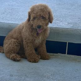 Kevin-yellow collar - Red  male Goldendoodle puppy in Daytona Beach, Florida from Lindy’s Doodles