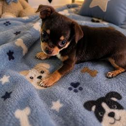 Dipper - Chocolate and tan male Chihuahua puppy in Jeffersonville, Indiana from The Joyful World of Chihuahuas