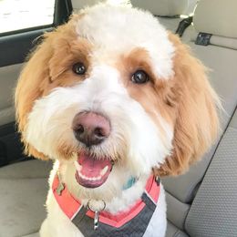 Zuzu - Goldendoodle