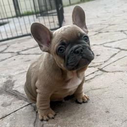 Papa Smurf from OFA'd Parents - Fawn male French Bulldog puppy in Billings, Montana from Yellowstone Frenchies