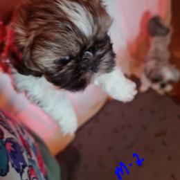 Boy 2 - Red and white male Shih Tzu puppy in Bethlehem, Pennsylvania from Cinnamon's Shih Tzus