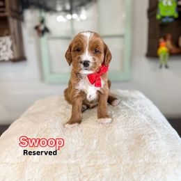 Swoop - Red  male Goldendoodle puppy in West Haven, Utah from Split Mountain Doodles