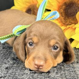 Queso 2800 - Chocolate and tan female Dachshund puppy in Hendersonville, North Carolina from Snarky Doxy Miniature Dachshunds
