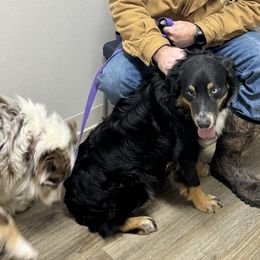 Shooter - Australian Shepherd