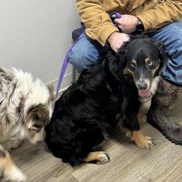 Shooter - Australian Shepherd