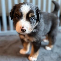 Slate - Black tri male Miniature American Shepherd puppy in Phoenix, Arizona from Outlaw Minis