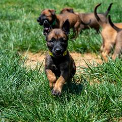 Belgian Malinois Puppies from Hershel's