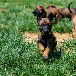 Belgian Malinois Puppies from Hershel's