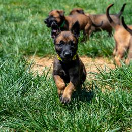 Belgian Malinois Puppies from Hershel's