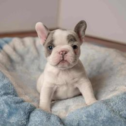 Dot - Tricolors female French Bulldog puppy in Howell, Michigan from Jessicah's Frenchies Michigan's French Bulldog Breeder