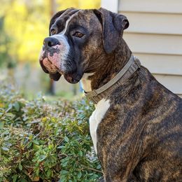 Boxers from Beach Ave Boxers